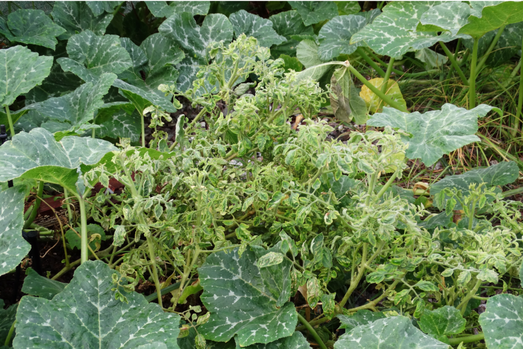 Leaf Curling on Vegetables and Fruits