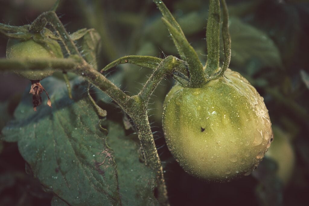 Septoria Leaf Spot of Tomatoes