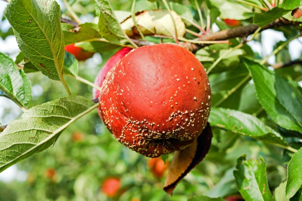 11 Common Fruit and Vegetable Diseases