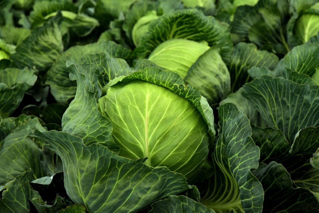 10 Impressive Health Benefits of Cabbage