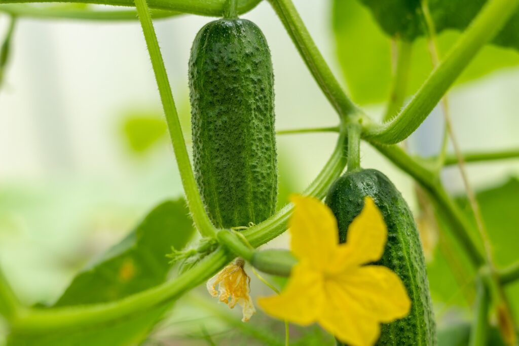 Key to Common Problems of Cucumbers
