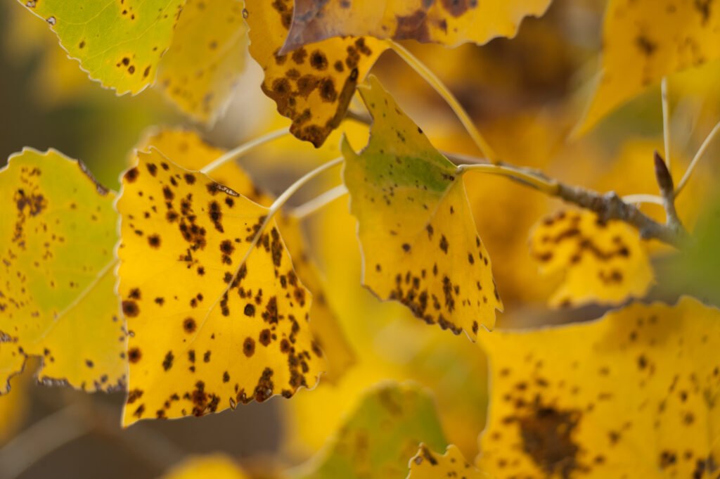 How to Fix Yellow Leaves on Plants