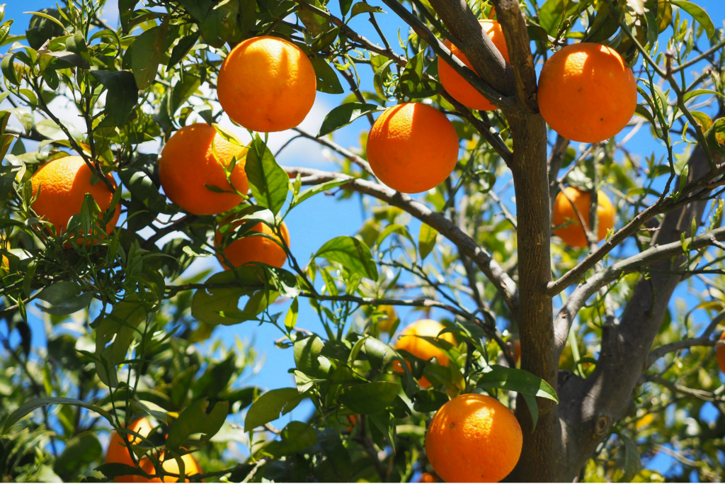Gardening for Beginners