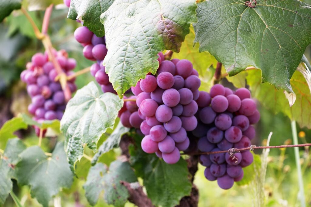 Fruit Plants to Grow at Home