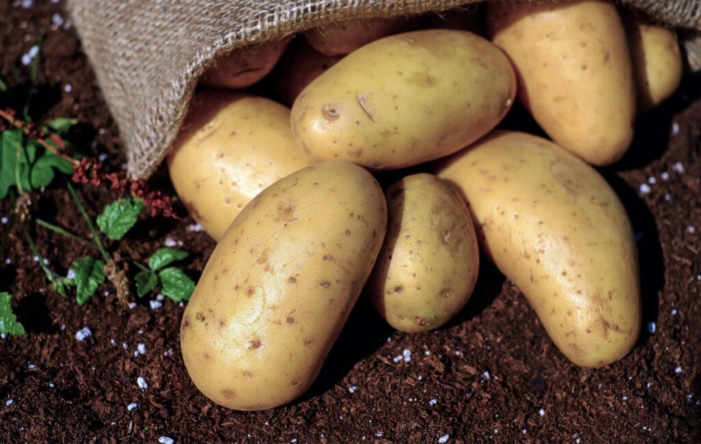 How to Grow, Plant, Care & Harvest Potatoes