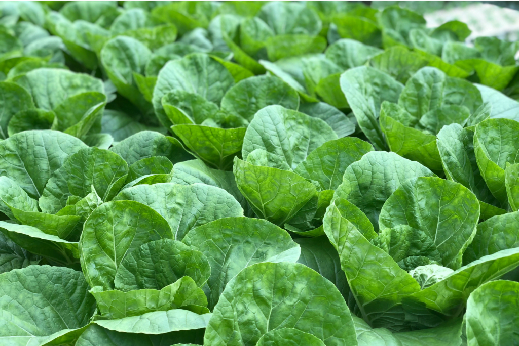 Best Time and Way to Grow Cabbages