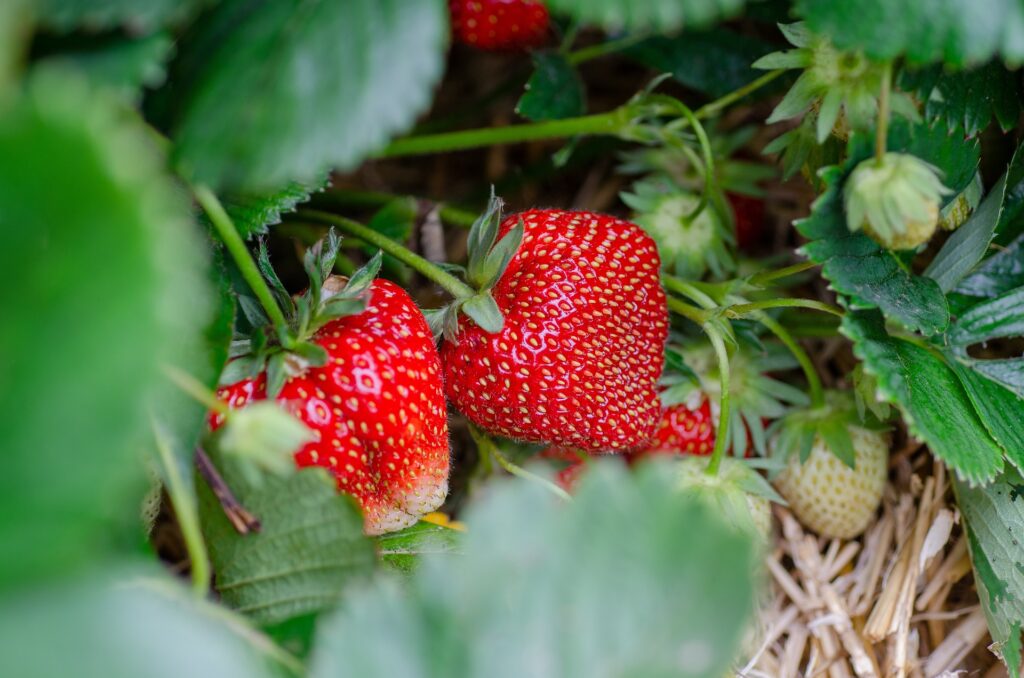 How to Grow and Harvest Strawberry