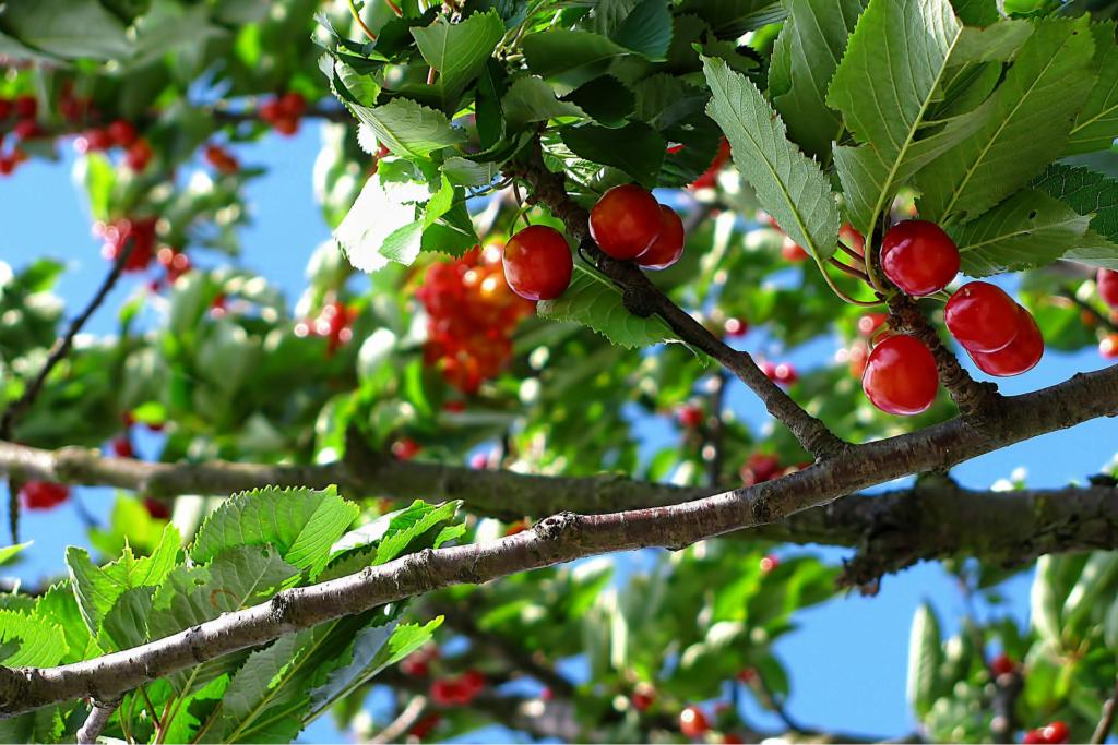 How to Grow and Care Cherries