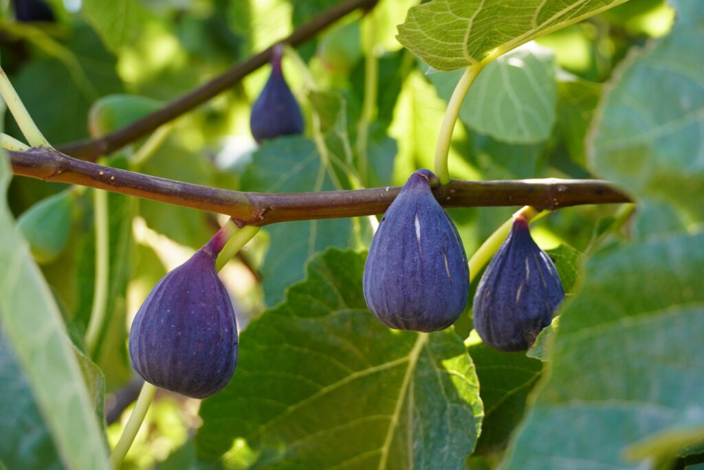 Best Time to Harvest Figs