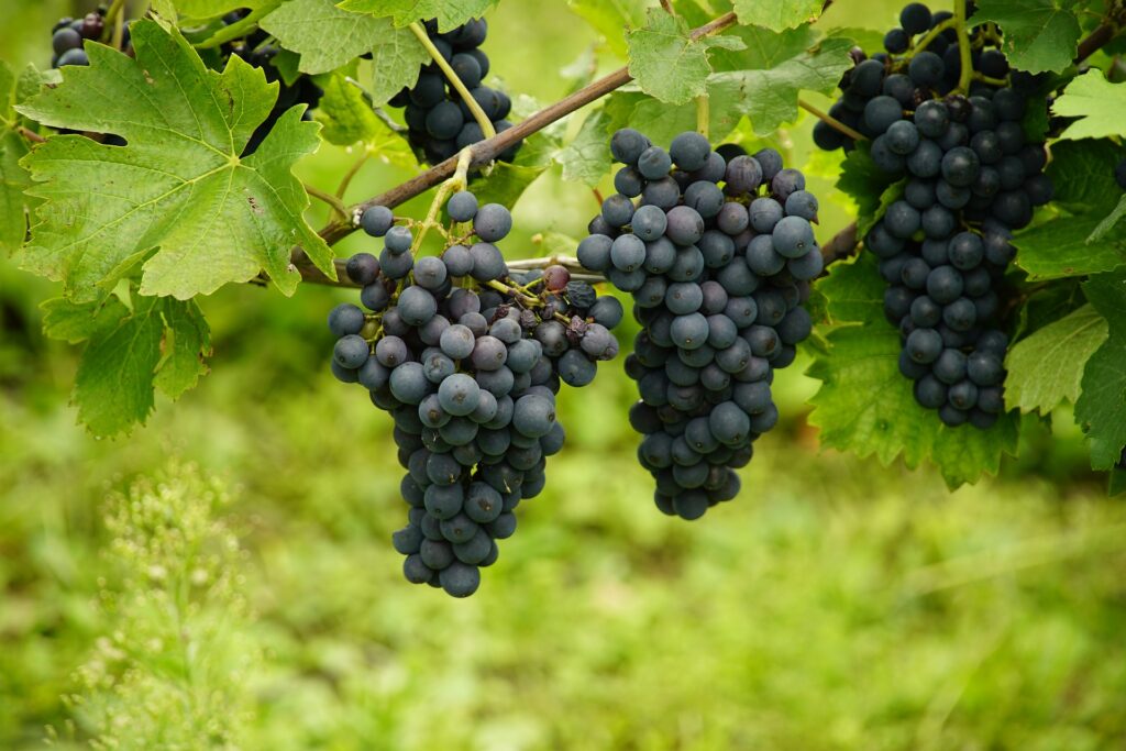How to Plant and Grow Grapes
