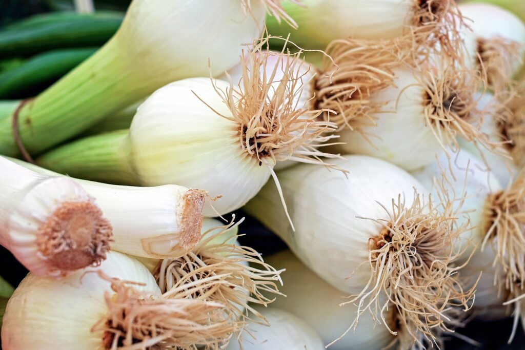 How to Plant and Grow Onions