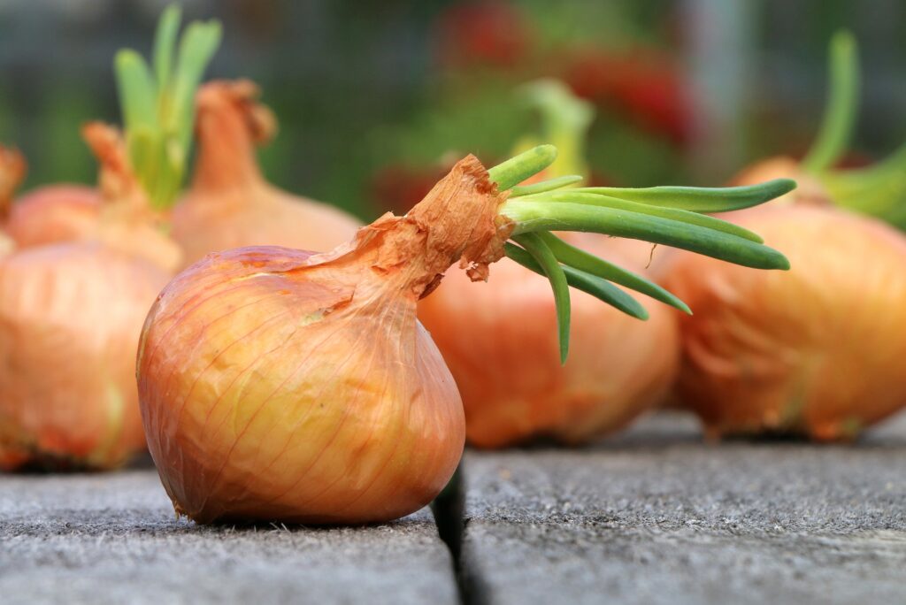 How to Grow Onions from Sprouted Onions