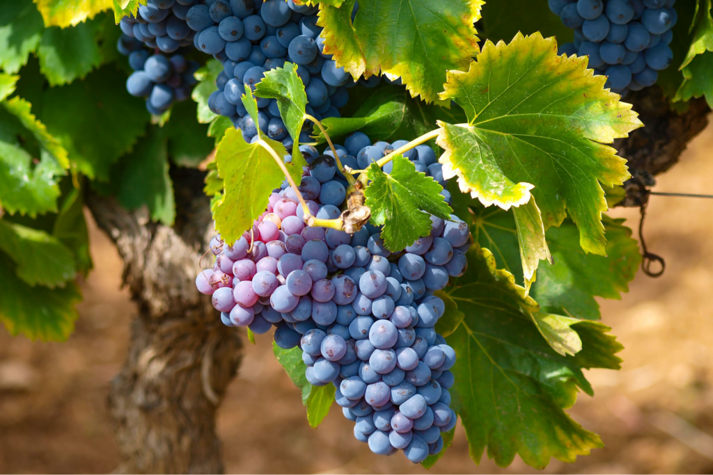 Organic Fertilizer for Grapes